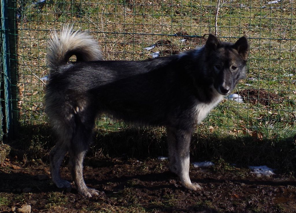 Wild Trekker Sakowin oyate