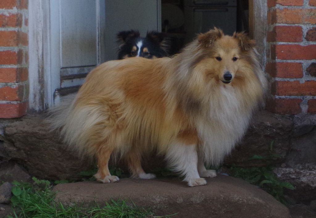 Thor Des Terres De Lunard