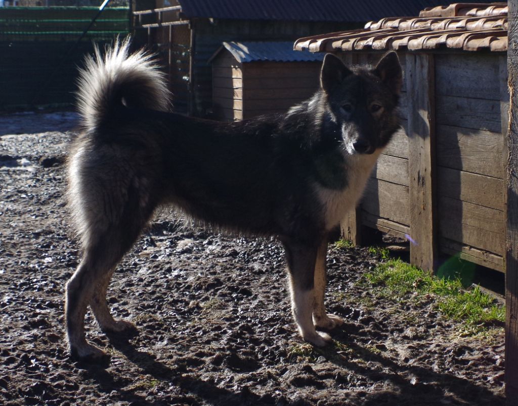 Wild Trekker Sakowin oyate