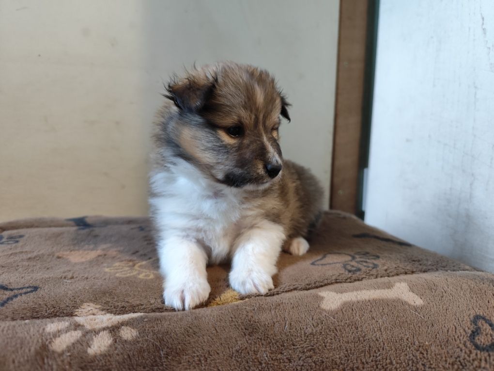 Winnetou's Shadow - Chiots disponibles - Shetland Sheepdog