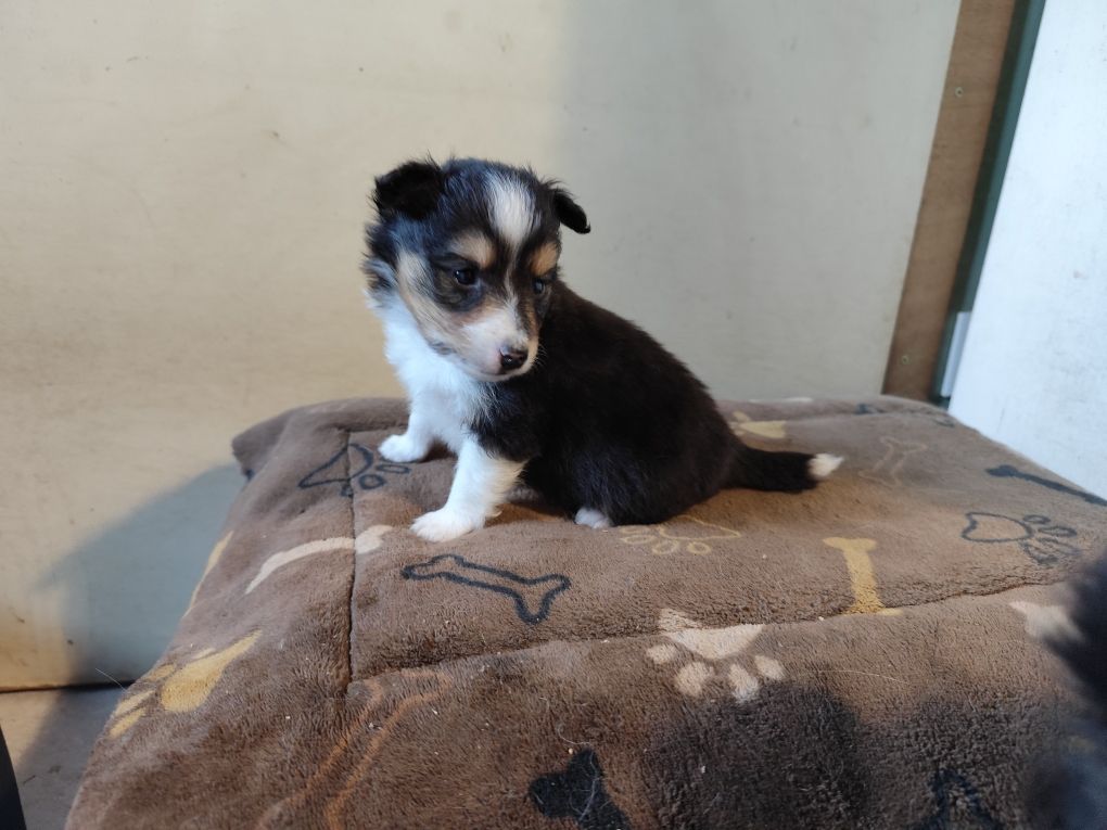 Winnetou's Shadow - Chiots disponibles - Shetland Sheepdog