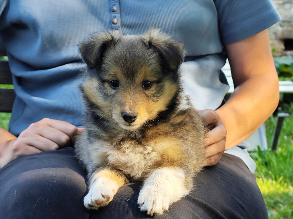 Winnetou's Shadow - Chiots disponibles - Shetland Sheepdog
