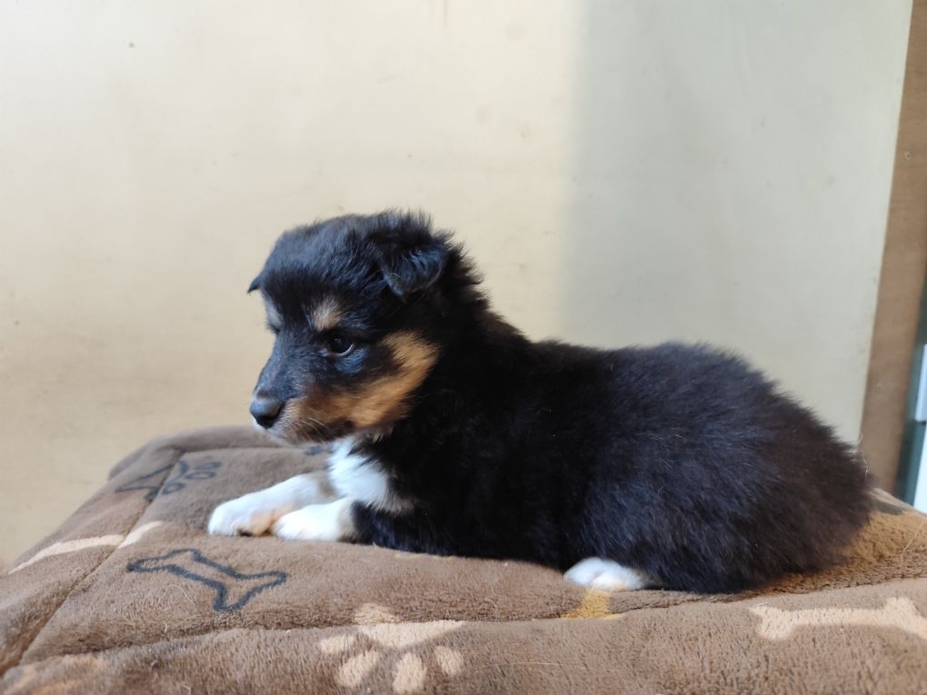 Winnetou's Shadow - Chiots disponibles - Shetland Sheepdog