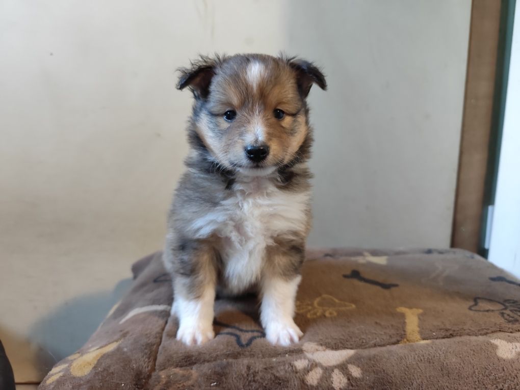 Winnetou's Shadow - Chiots disponibles - Shetland Sheepdog