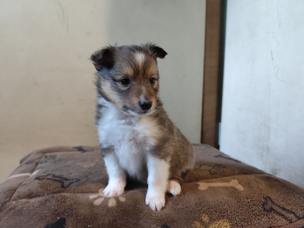 Winnetou's Shadow - Chiots disponibles - Shetland Sheepdog