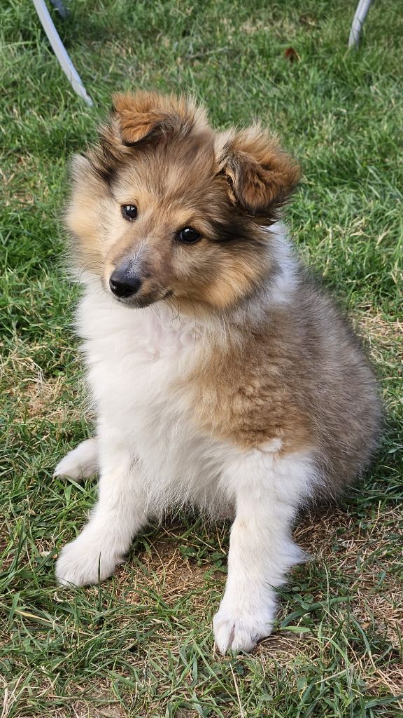 Winnetou's Shadow - Chiots disponibles - Shetland Sheepdog
