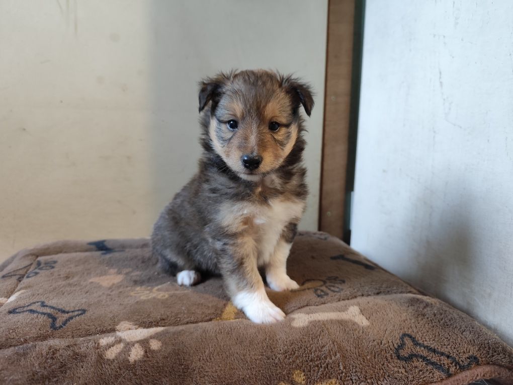 Winnetou's Shadow - Chiots disponibles - Shetland Sheepdog